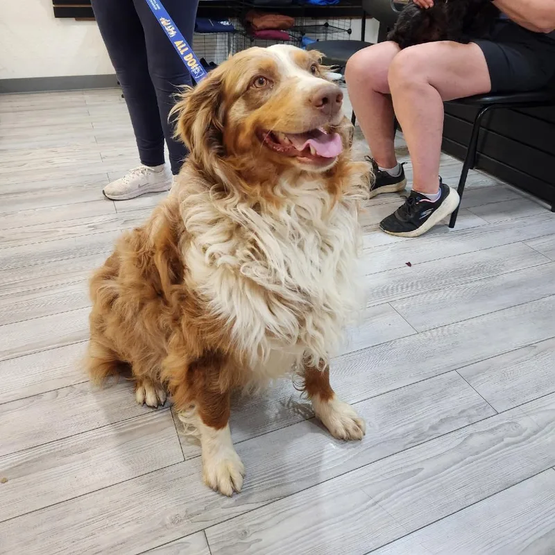 An adult large-sized male Australian Shepherd dog named Peanut for adoption in Allyn, WA