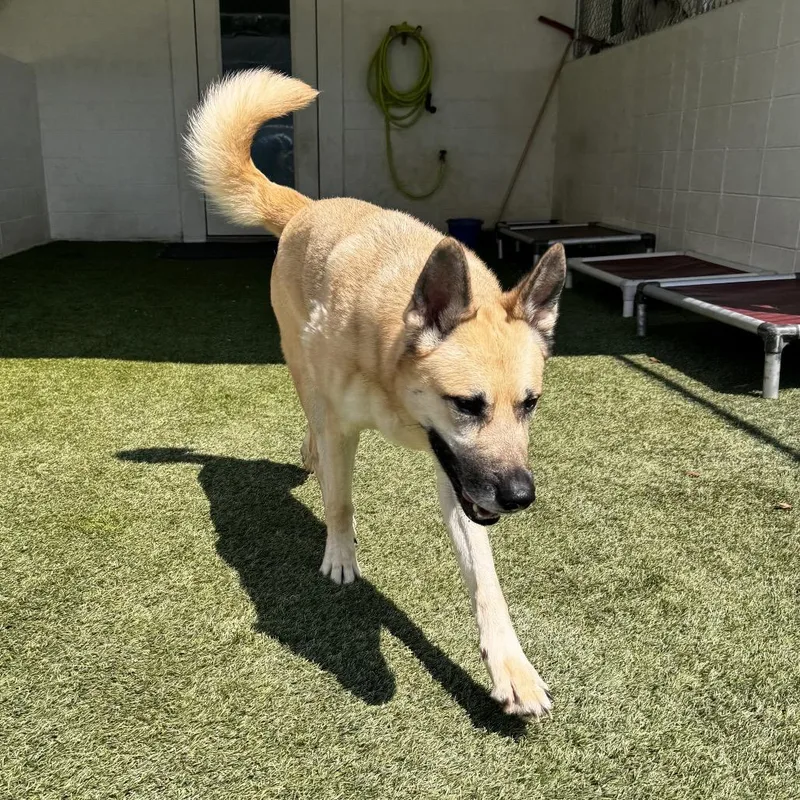 An adult medium-sized male German Shepherd Dog dog named Blackie for adoption in LOXAHATCHEE, FL