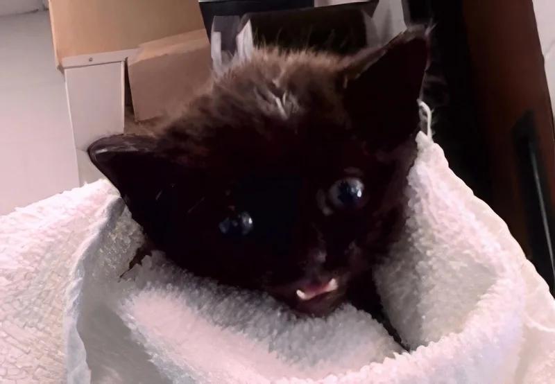 A baby medium-sized female Black Domestic Short Hair cat named Jolene for adoption in Nashville, TN