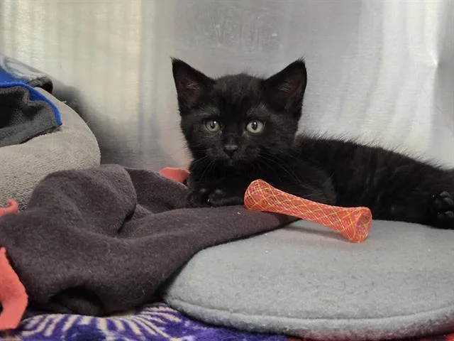 A baby medium-sized male Domestic Short Hair cat named Reece for adoption in Kent, WA