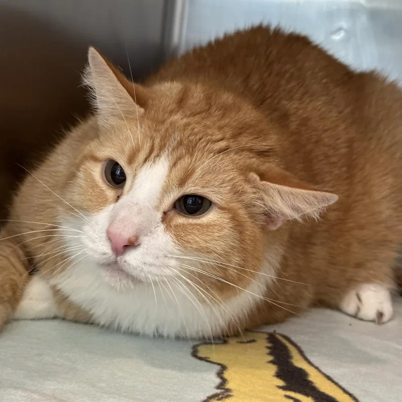 A senior extra large-sized male Orange / Red Domestic Short Hair cat named Shark for adoption in Matteson, IL