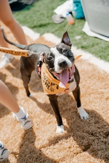 An adult large-sized female Pit Bull Terrier dog named Zoey for adoption in Charlotte, NC