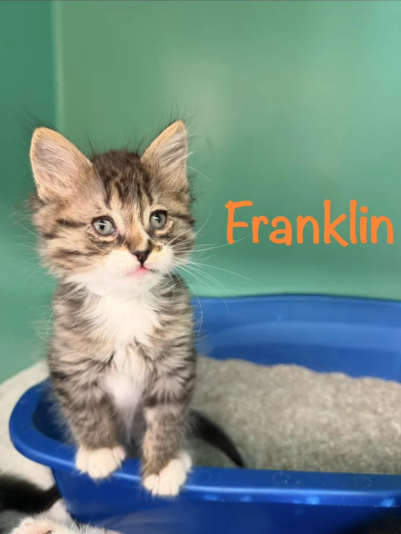 Franklin
