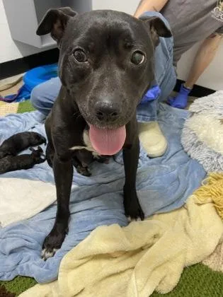 An adult large-sized female Mixed Breed dog named Tiffany FKA for adoption in West Chester, PA