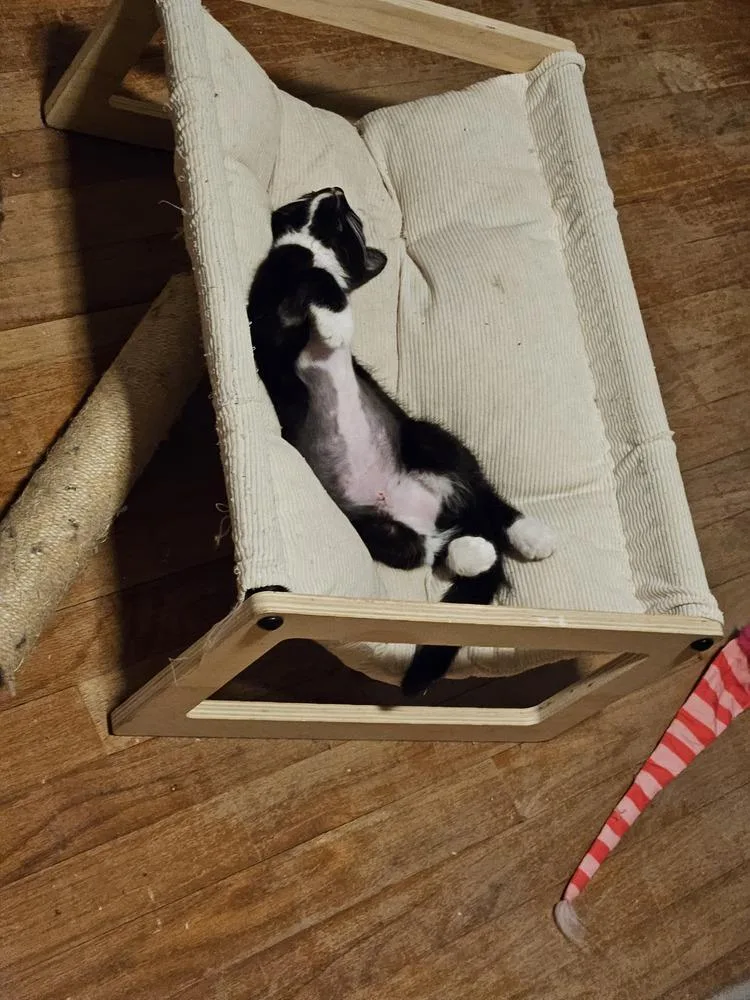 A baby small-sized female Black & White / Tuxedo Domestic Short Hair cat named Draya for adoption in WARNER ROBINS, GA
