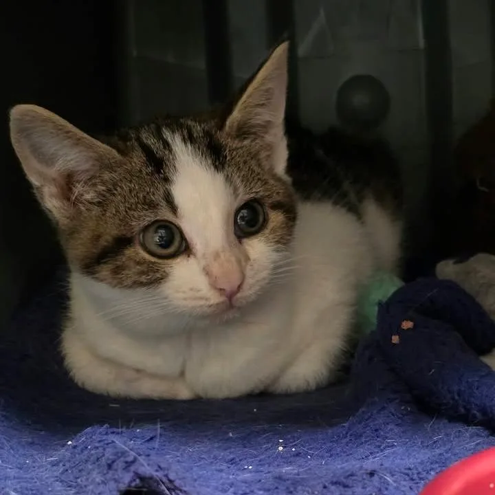 A baby small-sized female Black Domestic Short Hair cat named Wasabi for adoption in Winthrop, ME