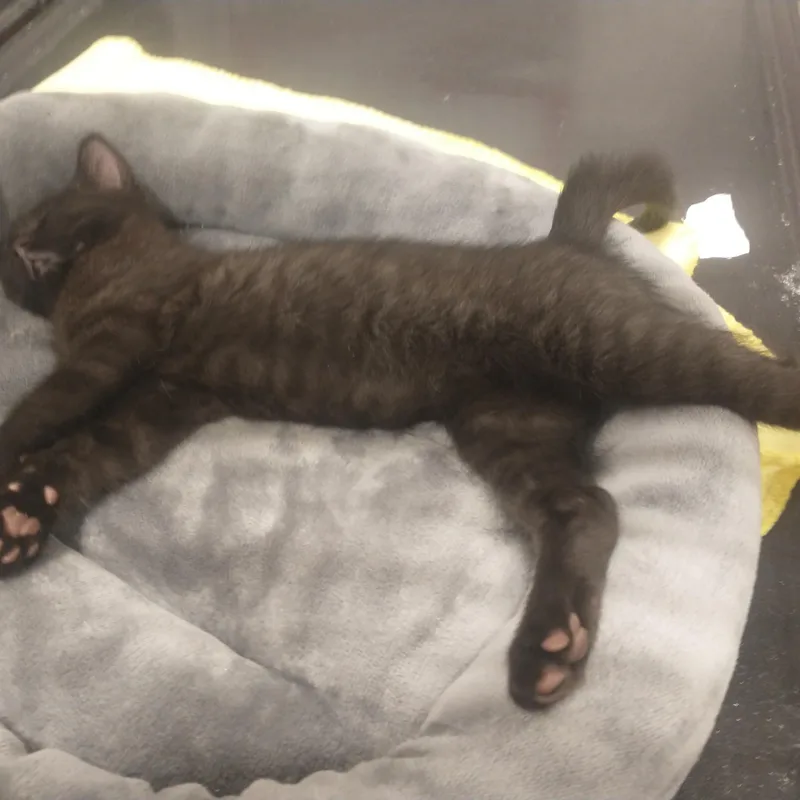 Broccolichickpeaparsnips thumbnail 5