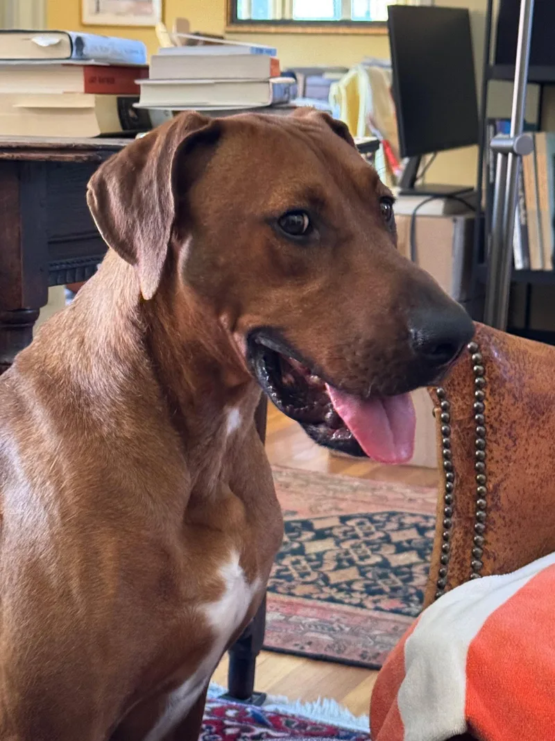 A young large-sized male Doberman Pinscher dog named Red for adoption in Sierra Madre, CA