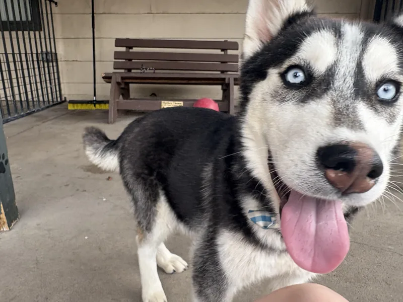 A young medium-sized male Husky dog named Maxwell for adoption in Plano, TX