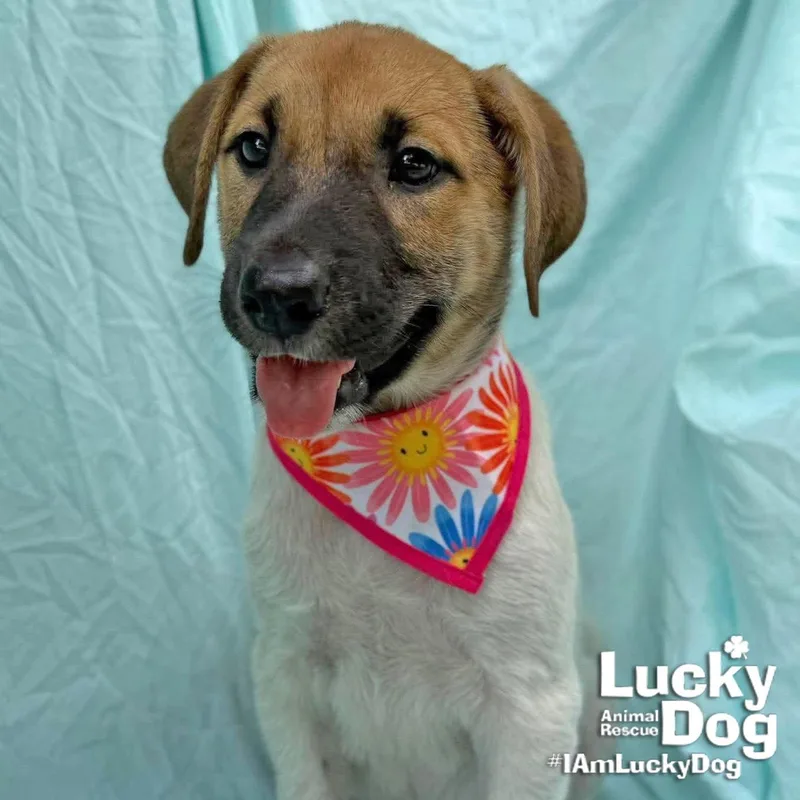 A baby medium-sized female Labrador Retriever dog named Celina for adoption in Washington, DC