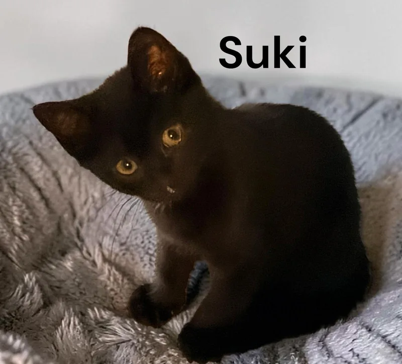 A baby medium-sized female Black Domestic Short Hair cat named Suki for adoption in Weems, VA