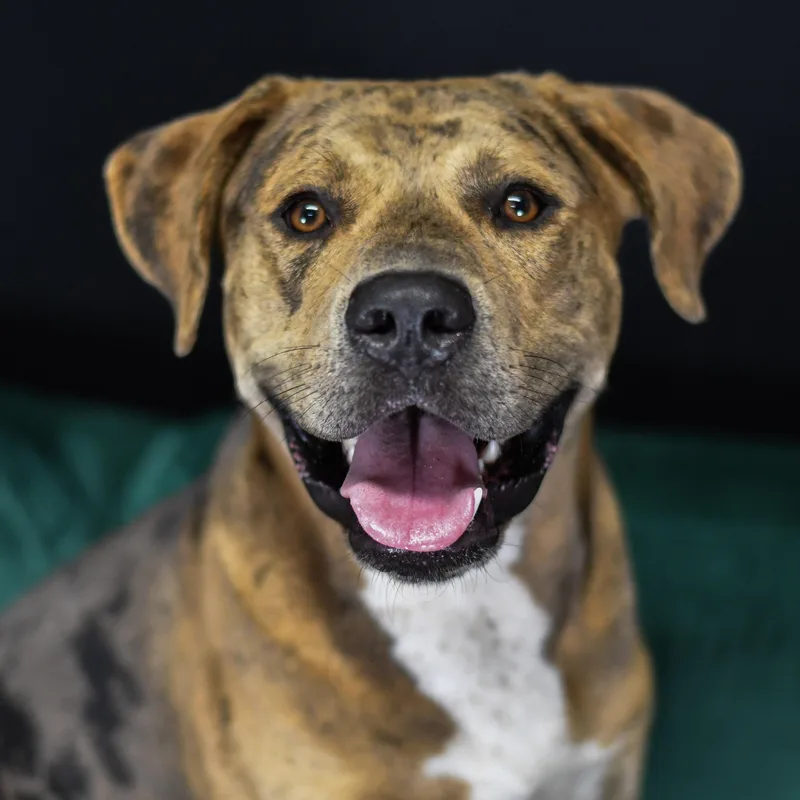 An adult large-sized male Mixed Breed dog named Kruger for adoption in Defuniak Springs, FL