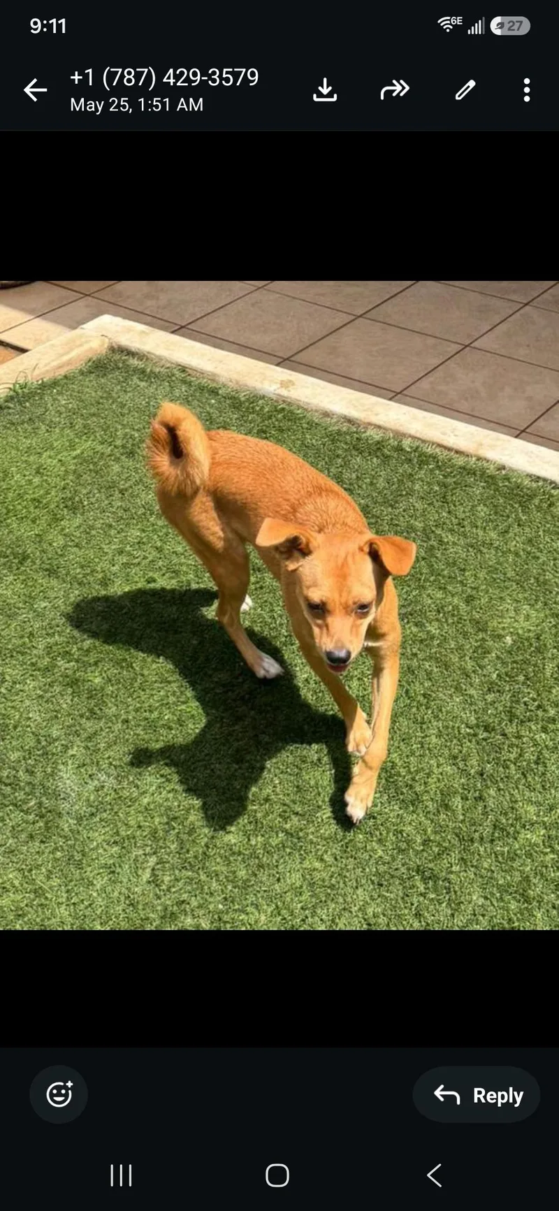 A young small-sized female Chihuahua dog named Lily for adoption in New York, NY