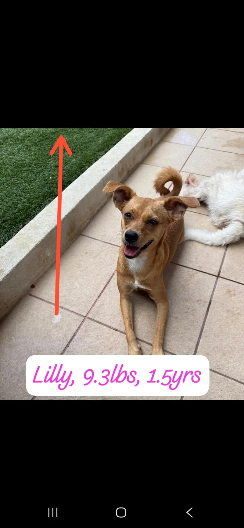 Lily thumbnail 2