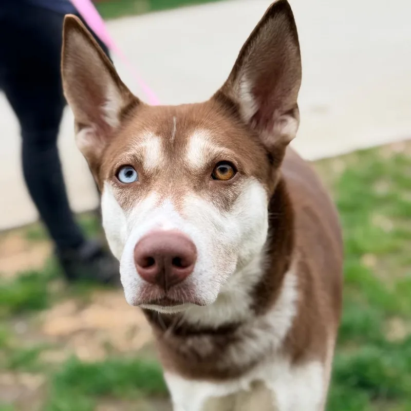 An adult large-sized female Red / Chestnut / Orange Husky dog named Dolly Leane for adoption in Champaign, IL