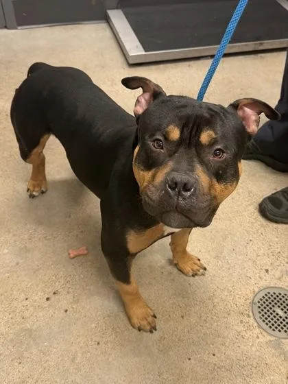 A young large-sized male Black Pit Bull Terrier dog named Dinero for adoption in Cleveland, OH