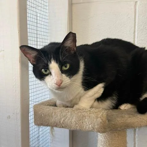 An adult small-sized male Domestic Short Hair cat named Fat  Albert for adoption in Port Aransas, TX
