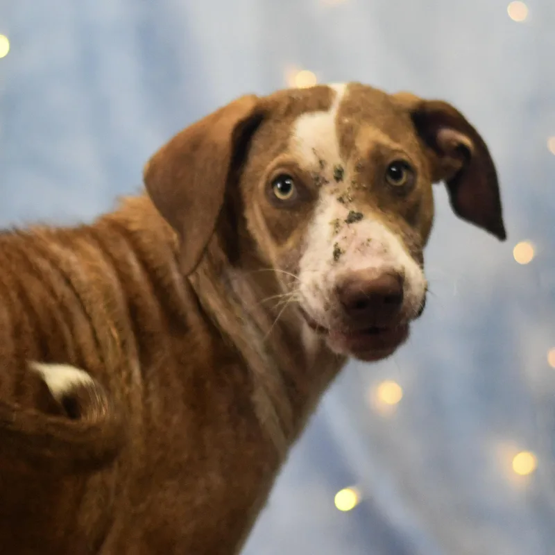 An adult medium-sized female Brown / Chocolate Mixed Breed dog named Darby for adoption in Defuniak Springs, FL