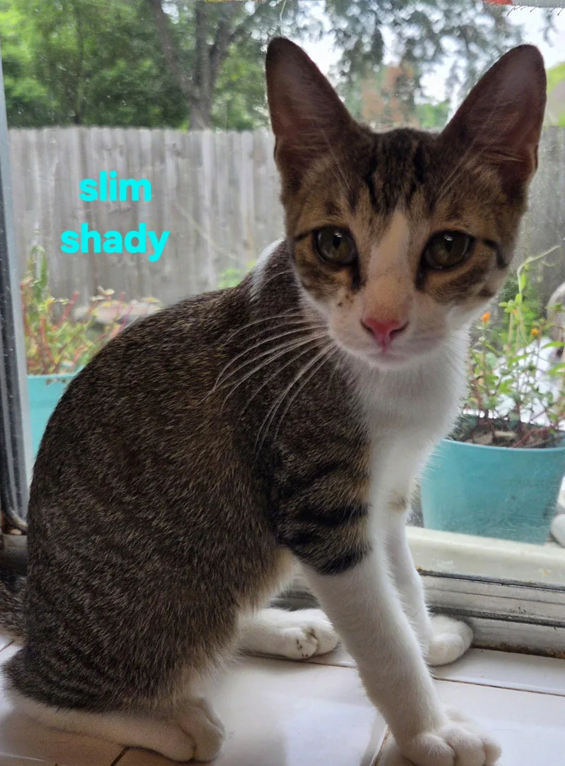 A young medium-sized male Domestic Short Hair cat named Slim Shady for adoption in Longwood, FL