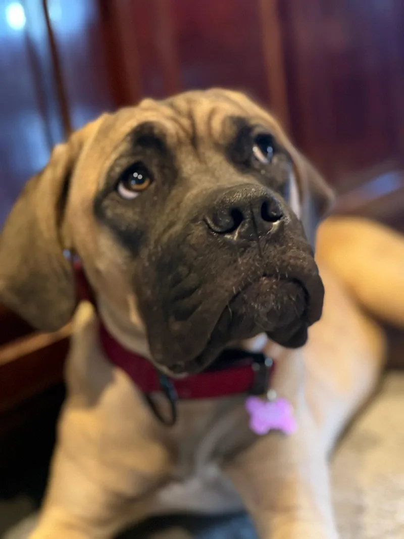 Lola thumbnail 3