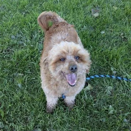 An adult small-sized female Miniature Poodle dog named Tracy for adoption in Philadelphia, PA