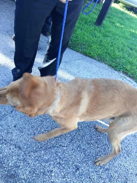 An adult large-sized female German Shepherd Dog dog named Bella for adoption in Fort Lauderdale, FL