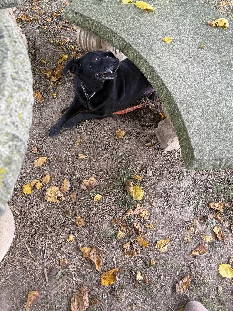 Chongsponsored thumbnail 4