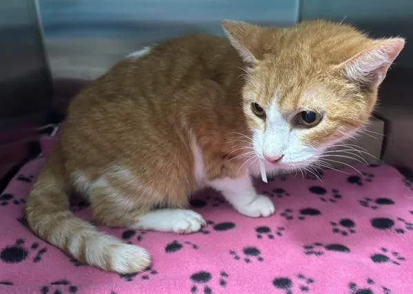 A senior medium-sized female Domestic Short Hair cat named Little Girl for adoption in Ridgewood, NY