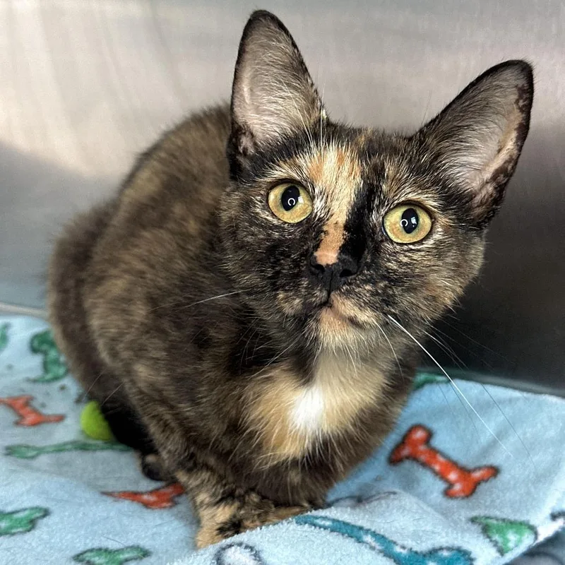 An adult medium-sized female Tortoiseshell Domestic Short Hair cat named Grandslam for adoption in Matteson, IL