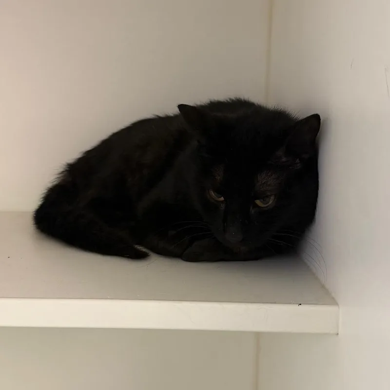 A young medium-sized female Black Domestic Short Hair cat named Stalvue for adoption in Philadelphia, PA