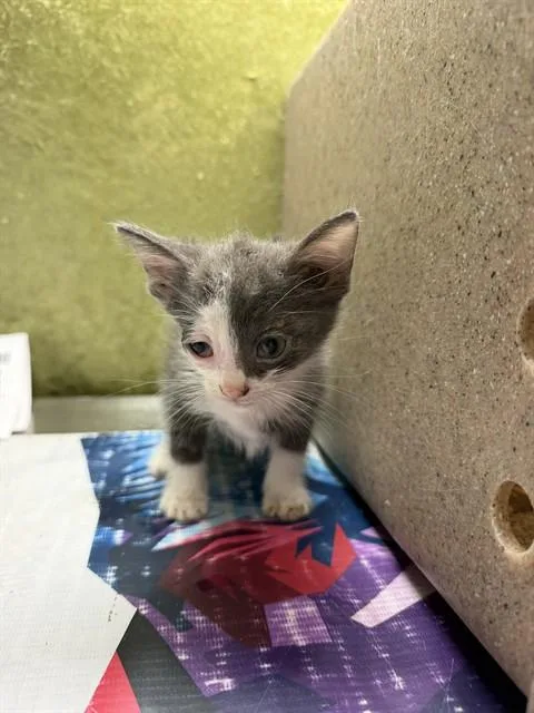 A baby small-sized male Domestic Short Hair cat named Leo for adoption in Riverside, CA