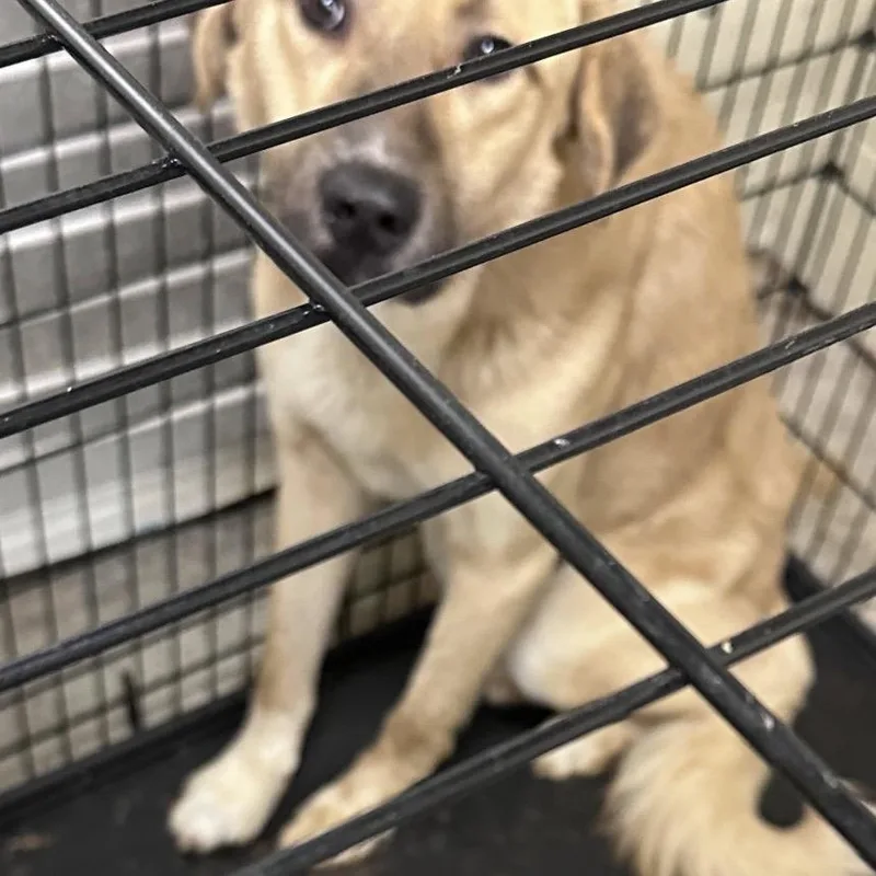 An adult large-sized male Apricot / Beige Mixed Breed dog named Lou for adoption in Columbus, GA