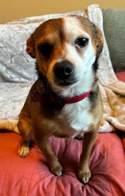 An adult small-sized female Tricolor (Brown, Black, & White) Chihuahua dog named Harper for adoption in Tulsa, OK