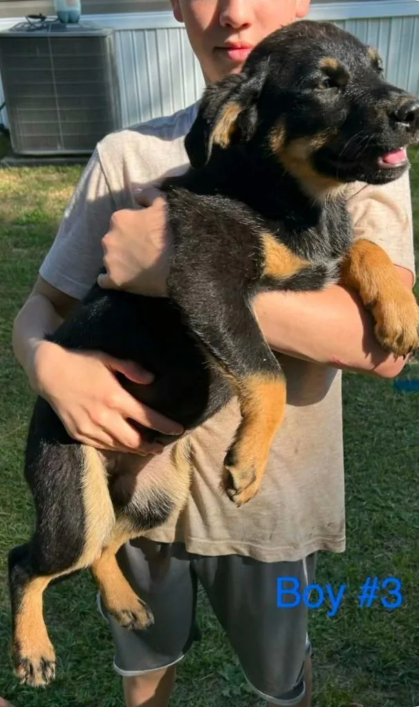 A baby large-sized female Shepherd dog named Sister for adoption in El Dorado, AR