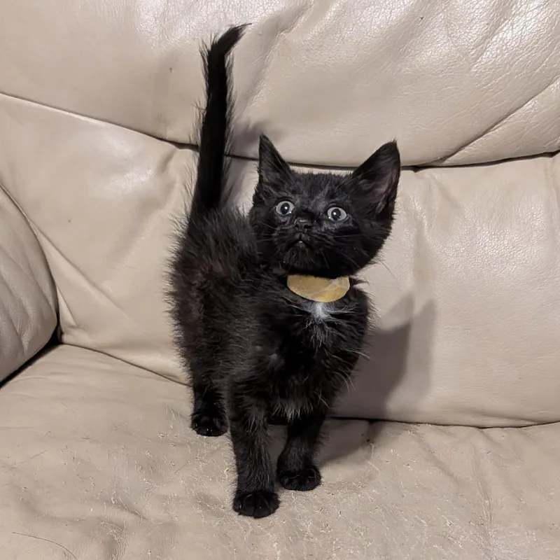 A baby small-sized male Domestic Short Hair cat named Jax& Jett for adoption in Portage, MI
