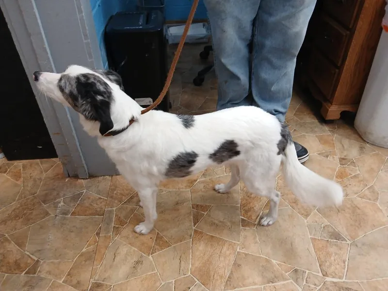 An adult small-sized male Australian Cattle Dog / Blue Heeler dog named Skye for adoption in Mena, AR