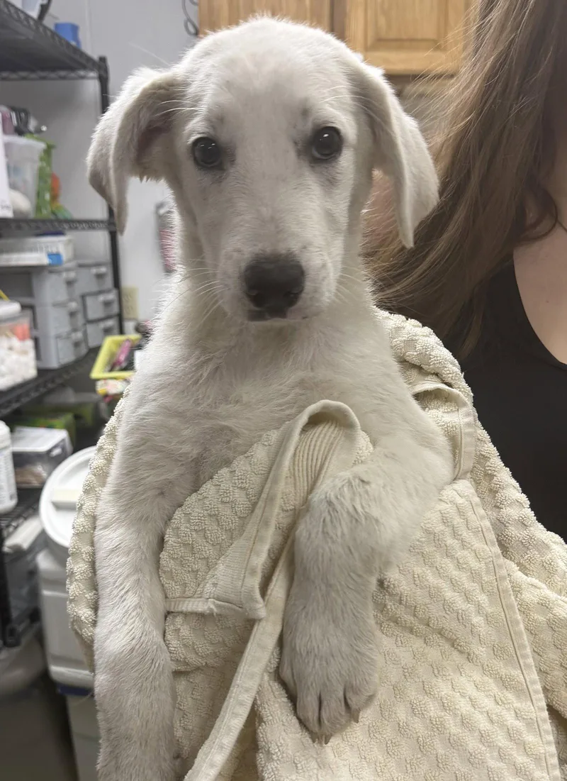 A baby medium-sized male Husky dog named Yeti for adoption in Sanford, NC