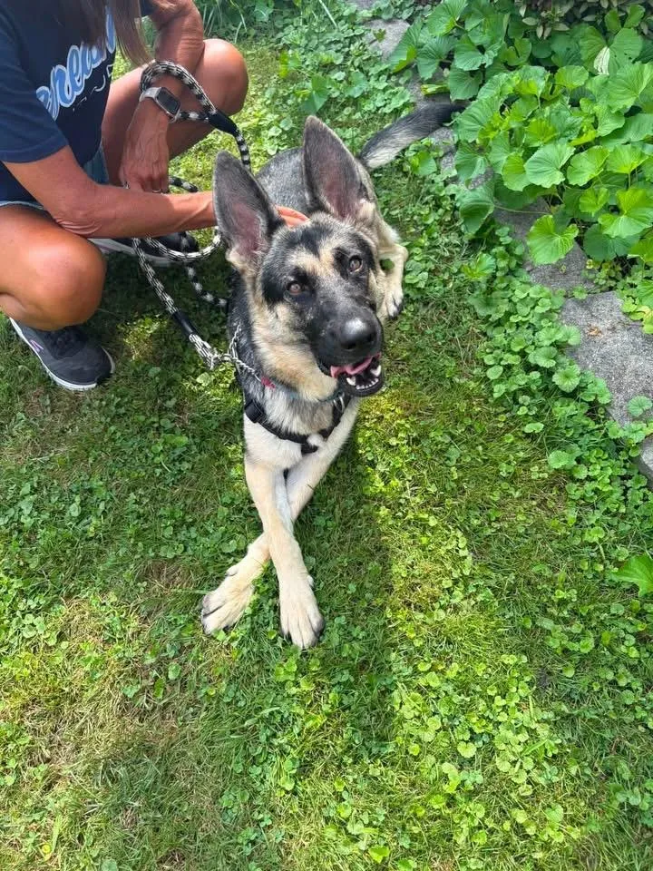 A young large-sized female German Shepherd Dog dog named Thea for adoption in Berlin, NJ