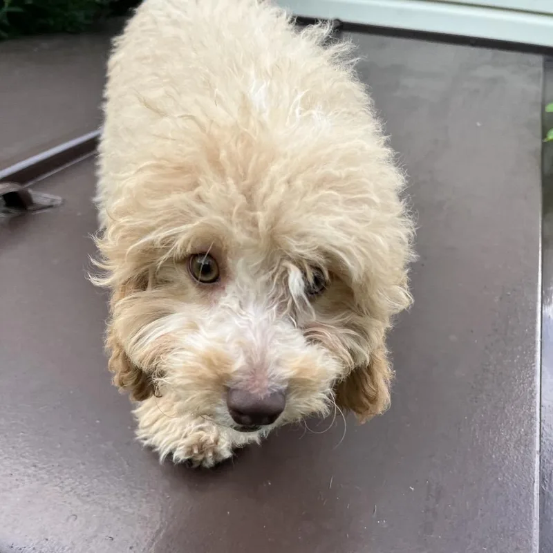 A baby small-sized female Apricot / Beige Bichon Frise dog named Bean for adoption in Quakertown, PA
