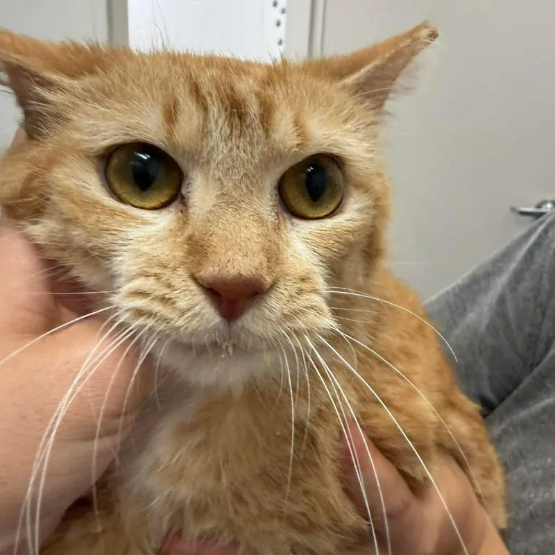 An adult medium-sized female Orange / Red Domestic Short Hair cat named Lana for adoption in Rocky Mount, VA