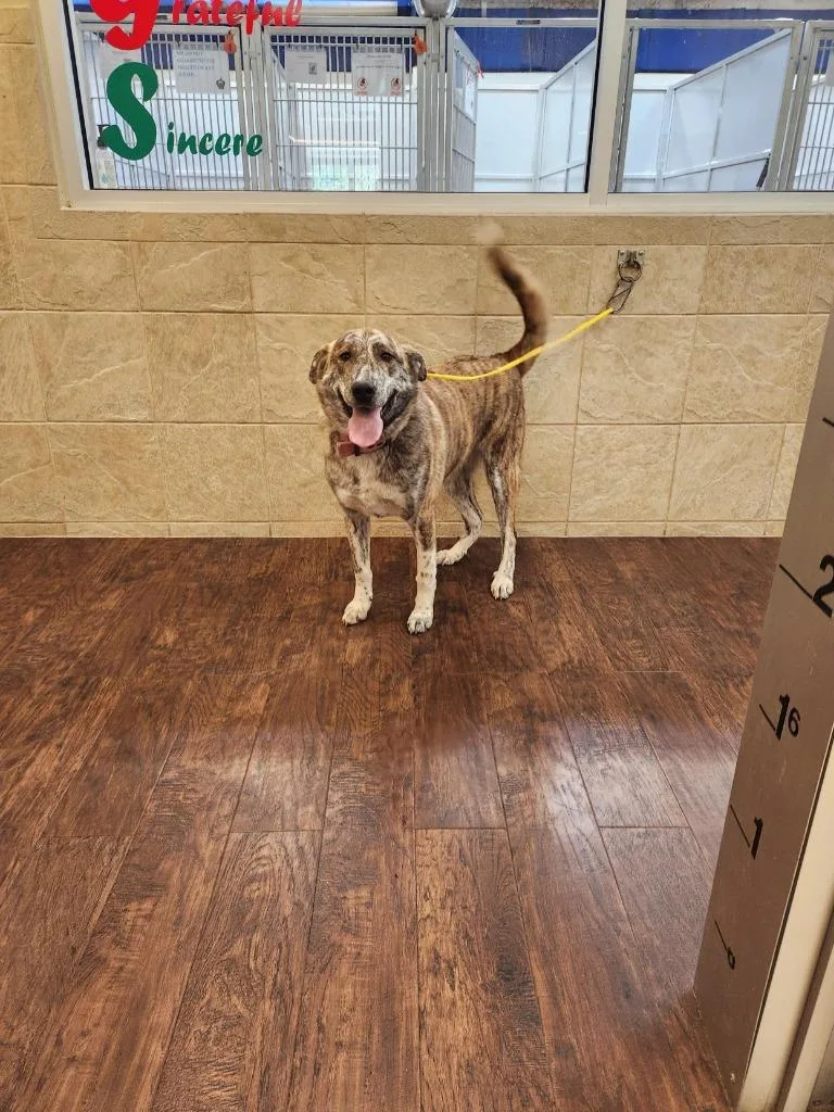 A baby large-sized female Anatolian Shepherd dog named Dog Kennel  Koko for adoption in Greenville, TX