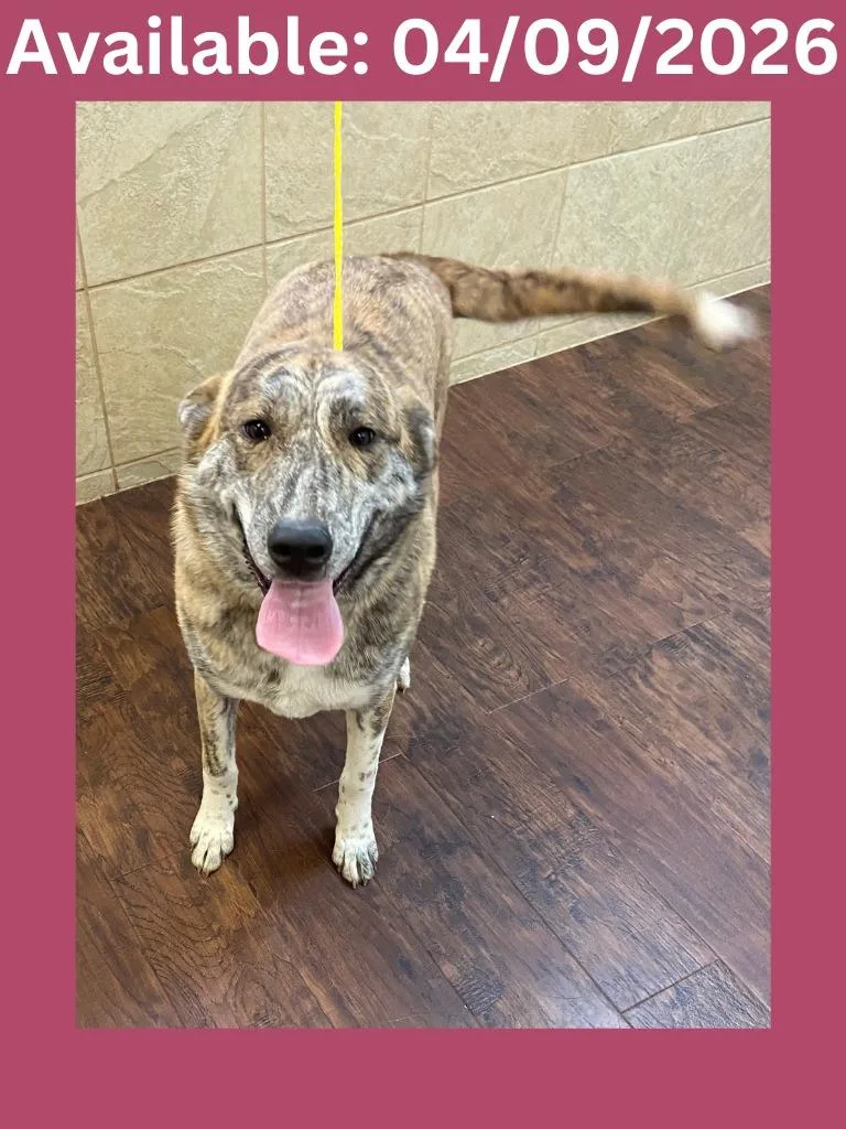 Dog Kennel  Koko thumbnail 2