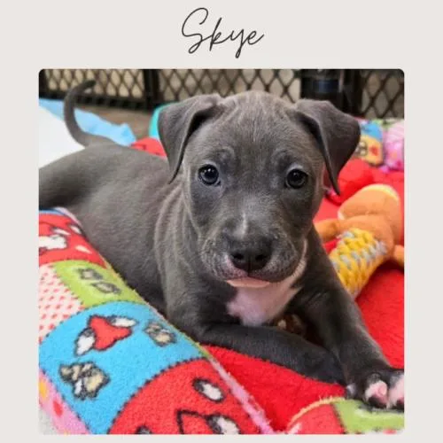 Skye thumbnail 4