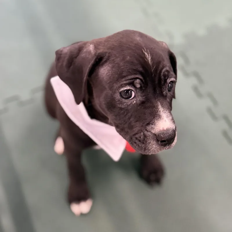A baby medium-sized female Black Pit Bull Terrier dog named Eucerin for adoption in Columbia, SC