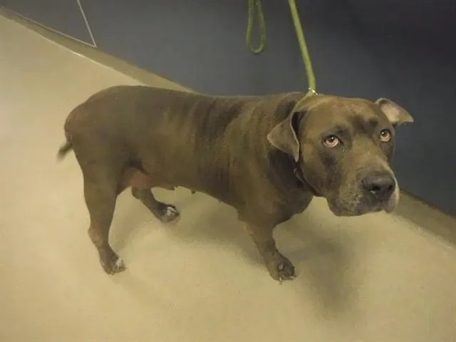 An adult large-sized female Pit Bull Terrier dog named Matilda for adoption in Miami, FL