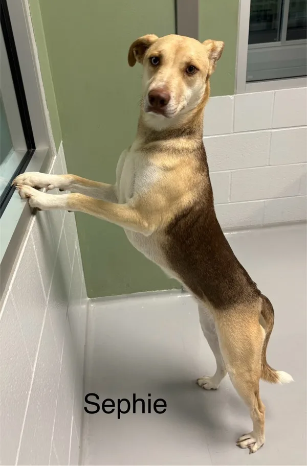 A young medium-sized female Siberian Husky dog named Sephie for adoption in Topeka, KS