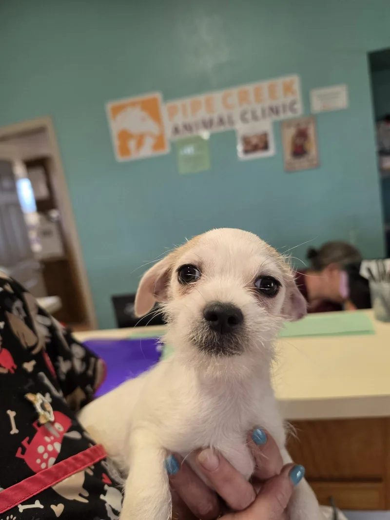 A baby small-sized male Shih Tzu dog named Grover for adoption in San Antonio, TX