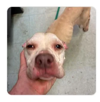 An adult medium-sized female Mixed Breed dog named String Bean for adoption in West Chester, PA