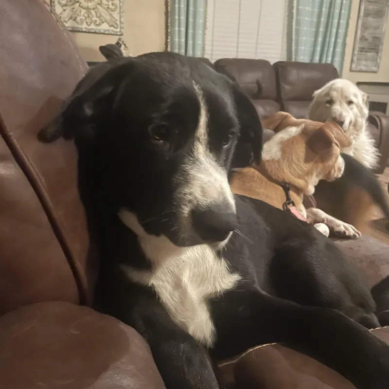 A young large-sized male Black Border Collie dog named Arrow for adoption in Royse City, TX