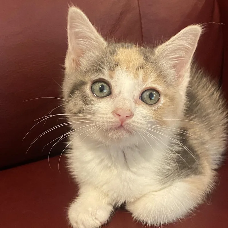 A baby small-sized female Calico Domestic Short Hair cat named Notebook for adoption in Long Beach, CA